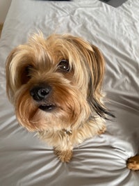 yorkshire terrier on a bed