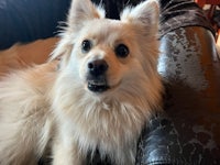 a white dog sitting on a leather chair