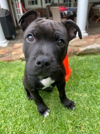 a black dog sitting on the grass in front of a house