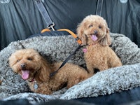 two poodles sitting in a car seat