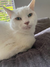 a white cat laying on a couch in front of a window