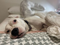 a white dog laying on a bed with a blanket