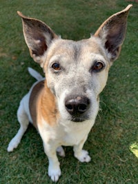 a white and brown dog sitting on the grass