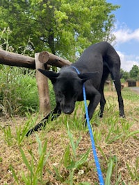 a black dog sniffing around in the grass