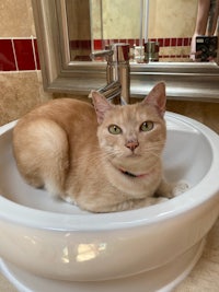 a cat laying in a bathroom sink