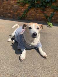 a dog wearing a t - shirt