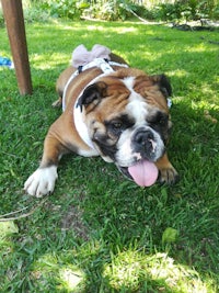 a brown and white bulldog laying on the grass