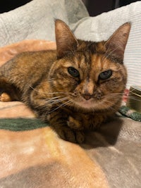 a cat laying on a blanket with blue eyes