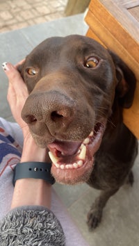 a brown dog with its mouth open