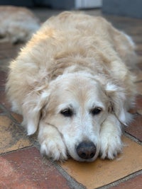 a golden retriever laying on a tiled floor