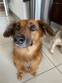 two dogs standing next to each other in a kitchen