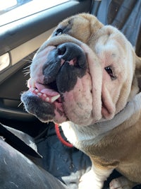 a bulldog sitting in the back seat of a car