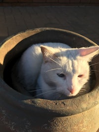 a white cat sitting in a pot