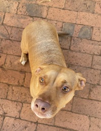 a brown dog looking up at the camera