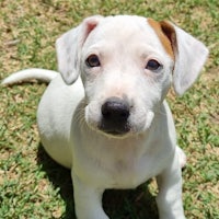 a white and brown puppy sitting on the grass