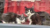 two black and white cats looking out of a window