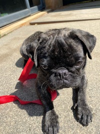 a black pug dog laying on a red leash