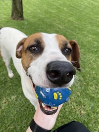 a white and brown dog with a blue ball in its mouth