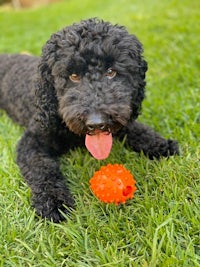 a black poodle dog laying on the grass with an orange toy