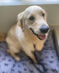 a golden retriever sitting on a bed with a leash