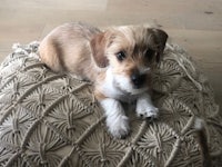 a small brown and white dog laying on top of a beige pillow