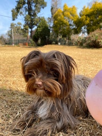 a small brown dog laying on the ground next to a pink ball