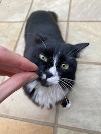 a black and white cat being petted by a person