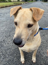 an adoptable labrador retriever & labrador retriever mix in columbia, sc