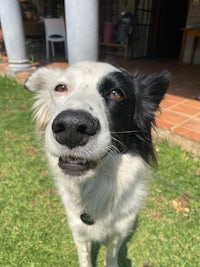 a black and white dog looking up at the camera