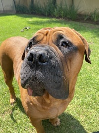 a brown dog is standing on the grass