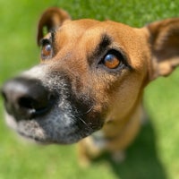 a close up of a brown dog looking at the camera