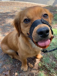 a golden retriever wearing a muzzle on a leash