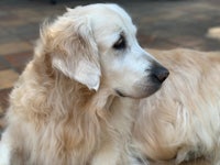 a golden retriever laying on the ground