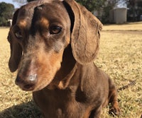 a brown dachshund is sitting in the grass