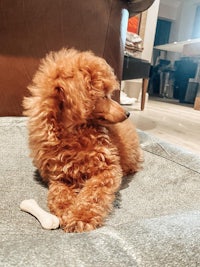 a poodle puppy laying on a couch with a bone