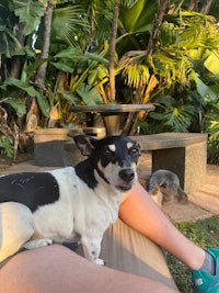 a black and white dog laying on a person's leg