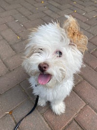 a small white dog sitting on a brick walkway