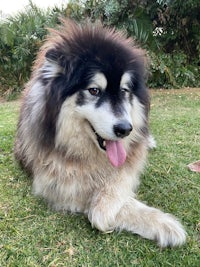 a black and white husky dog laying on the grass