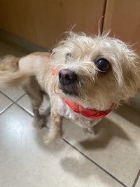 a small dog with a red bandana standing on a tile floor