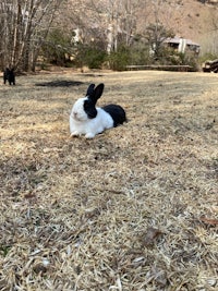 two black and white rabbits laying in the grass