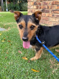 a black and tan dog standing on grass with a leash